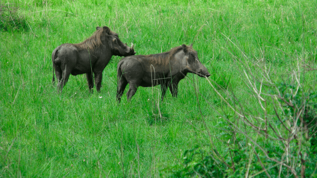 Canadian Hogs What caliber is best for wild hogs hunting? | HSM Outdoors